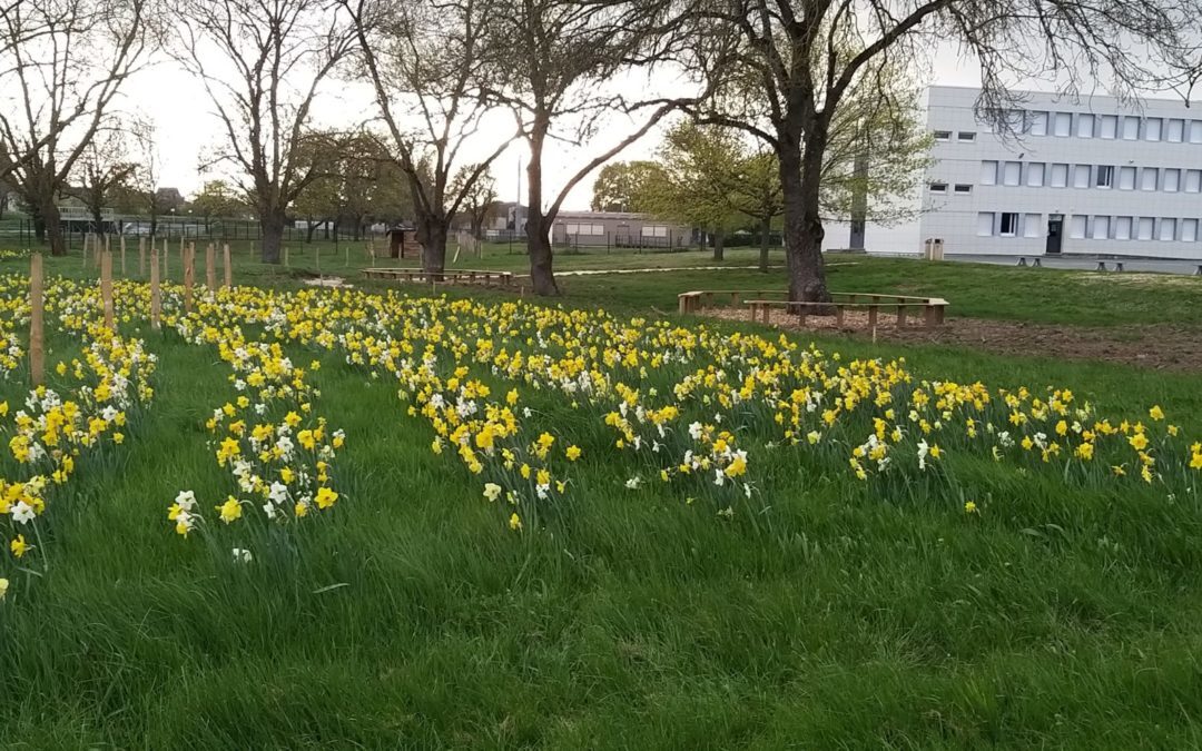 « Jardillons » et moutons à Villon- Avant que les dernières fleurs ne fanent